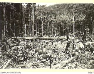 NAURO SWAMP, NEW GUINEA. 1944-04-05. MEMBERS FROM THE 23RD LINE SECTION, 18TH LINES OF COMMUNICATION SIGNALS, THROUGH THE ASSISTANCE OF NATIVE LABOUR, CLEARING A TRAIL FOR SIGNAL LINES