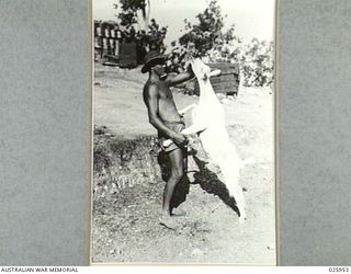 PORT MORESBY, PAPUA. 1942-07. "TILLY", THE MASCOT OF AUSTRALIAN MILITIA ANTI-AIRCRAFT GUNNERS, KNOWS THINGS ABOUT TWO TYPES OF BUTT. SHE PREFERS THE TOBACCO VARIETY, AND PICKS THEM NEATLY OFF THE ..