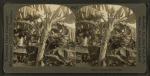 Banana trees, Hawaii
