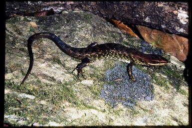 Lioscincus steindachneri