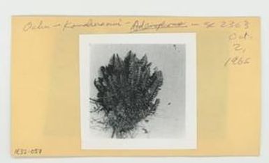 [Adenophorus in Hawaii, envelope IE32-057]
