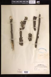 Didymoglossum tahitense