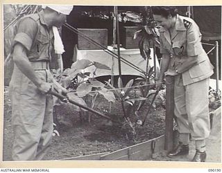 AITAPE, NEW GUINEA. 1945-03-29. NILKHI RAN, AN INDIAN SOLDIER (1), WITH LIEUTENANT L. MCCUMSTIE, AUSTRALIAN ARMY NURSING SERVICE (2), AT 104 CASUALTY CLEARING STATION TENDING A GARDEN NEAR A WARD. ..