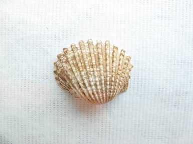 shell