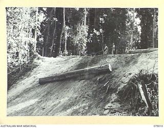 TOROKINA AREA, BOUGAINVILLE ISLAND. 1945-02-10. TROOPS OF NO 3 PLATOON, 2/2ND FORESTRY COMPANY ROLLING LOGS DOWN THE SLIDE TO THE LOADING AREA