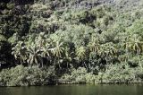 French Polynesia, jungle forest on water's edge