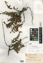 Hedyotis ponapensis var. robusta