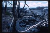 Forest wreckage at edge of March 1965 lava.