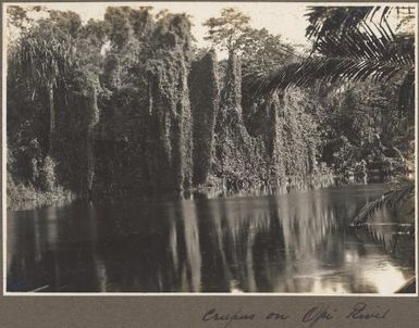 Creepus on Opi River, [vine covered vegetation on river edge] Frank Hurley