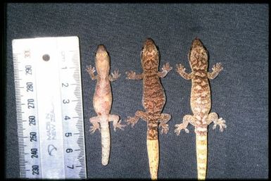 3 specimens (dorsal)