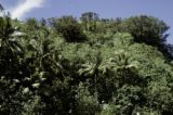 French Polynesia, dense jungle growth in Papeete