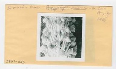 [Argyroxiphium kauense in Hawaii, envelope IE27-023