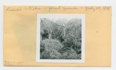[Forest scene in Hawaii, envelope IE25-055]