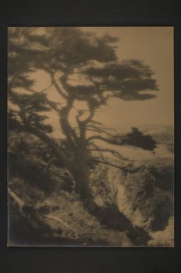 [Cypress trees - Point Lobos, Carmel-by-the-Sea]