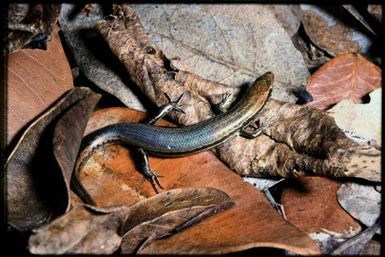Caledoniscincus haplorhinus