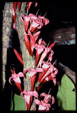 Fuchsia-like flowers, cauliflorous