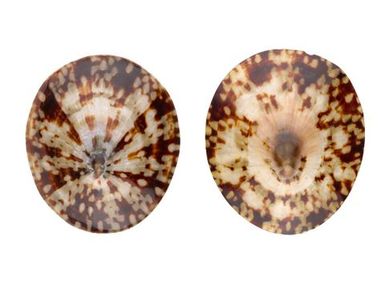 ‘Opihi (limpit shells)