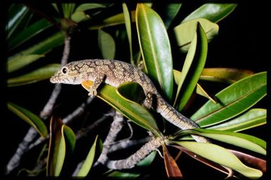 Gecko sp.