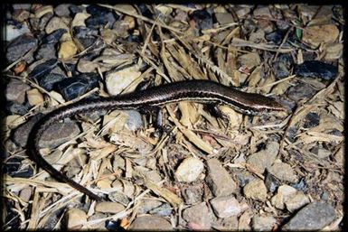 Caledoniscincus austrocaledonicus