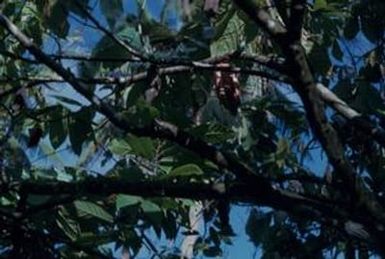 [Theobromo cacao in American Samoa]