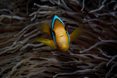 Amphiprion chryssopterus (Orange Fin Anemonefish) at Namuka Island, Fiji during the 2017 South West Pacific Expedition.