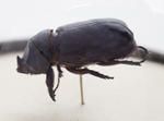 Rhinoceros coconut beetle (Oryctes rhinoceros)