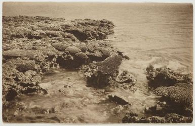 Rocky shore with exposed coral, Samoa