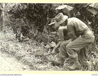 YAULA, NEW GUINEA. 1944-04-08. MEMBERS OF A COMPANY, 57/60TH INFANTRY BATTALION DIG A GRAVE TO BURY A JAPANESE SOLDIER KILLED IN AMBUSH AT MABELEBU, NEAR YAULA ON THE BOGADJIM ROAD. IDENTIFIED ..