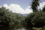 French Polynesia, dense jungle growing along waterway on Tahiti Island