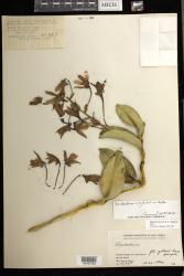 Dendrobium rigidifolium