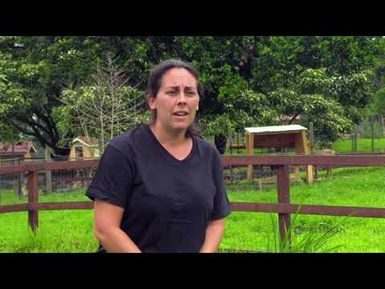 PBS Hawai‘i - HIKI NŌ Episode #1003 | Konawaena Middle & High - | Dancing Goat Sanctuary