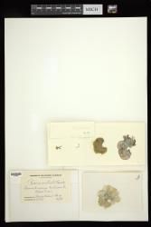 Padina australis