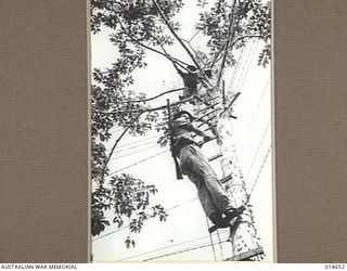 1943-04-14. NEW GUINEA. THIS TREE, SOMEWHERE IN NEW GUINEA, SERVES THE DUAL PURPOSE OF AN OBSERVATION POST AND A TELEPHONE POST. BOMBARDIER F.J. GREEN, OF NORTH SYDNEY, IS AT THE TOP OF THE TREE, ..