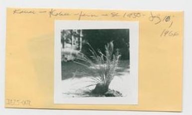 [Asplenium in Hawaii, envelope IE25-002]