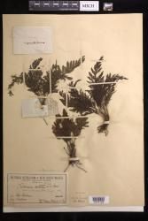 Abrodictyum dentatum