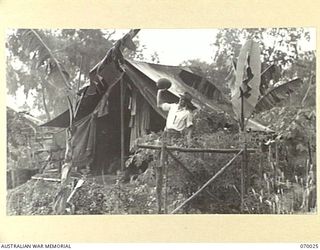 PORT MORESBY, NEW GUINEA, 1944-01-23. THE OFFICER COMMANDING MILITARY HISTORY SECTION, ATTACHED TO HEADQUARTERS, NEW GUINEA FORCE, VX117252 CAPTAIN G.H. NICHOLSON HOLDING A WATER MELON GROWN ..