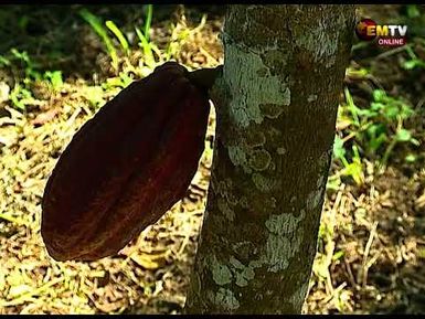 EL NINO AFFECTS COCOA
