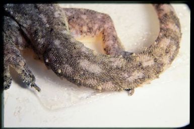 Gecko caught in sticky trap