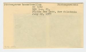 [Pittosporum hematomallum in New Caledonia, envelope IE41-073]