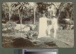 Graves on Erromango, Vanuatu, 1903