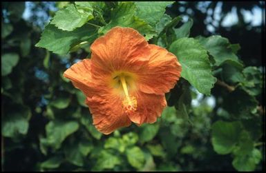 Orange hibiscus