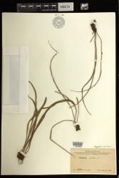 Haplopteris ensiformis