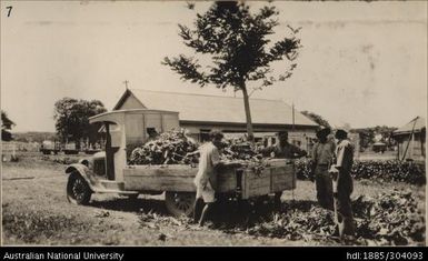 Discharging and spreading suckers from Ovalau