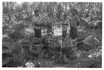 Harvesting 'ufi lei toutu'u of the Free Wesleyan Church at Pōme'e. (Ngatu, Lātū Vaka; 'Atonio; Vātau.)