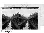 Mirror view of a banana plantation in the mid-Pacific. Hawaiian Islands