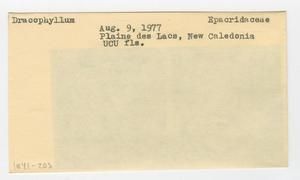 [Dracophyllum in New Caledonia, envelope IE41-203]