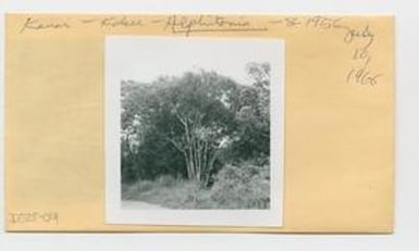 [Alphitonia ponderosa in Hawaii, envelope IE25-014]