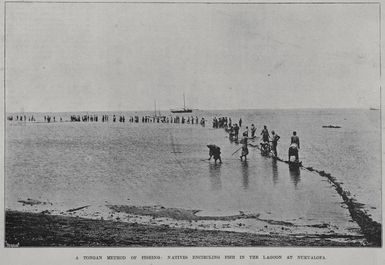 A Tongan method of fishing, natives encircling fish in the lagoon at Nukualofa
