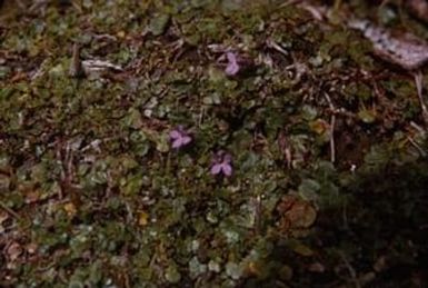[Unidentified plant at Mount Piora, Papua New Guinea]