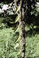 French Polynesia, vanilla bean vine growing on Moorea Island